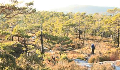 Skogen på Fjæreheia