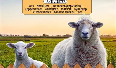 Sauesjå & Matfest