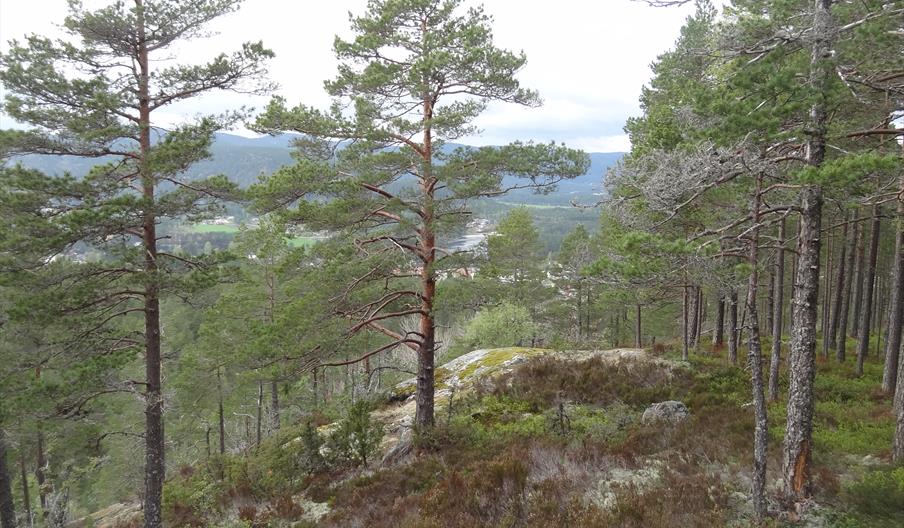 Ørnefjell - tur - retur 3,5 km