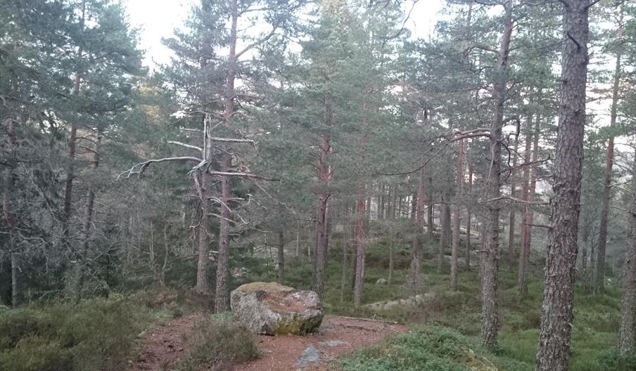 Dansarberga - rundtur 6,5 km