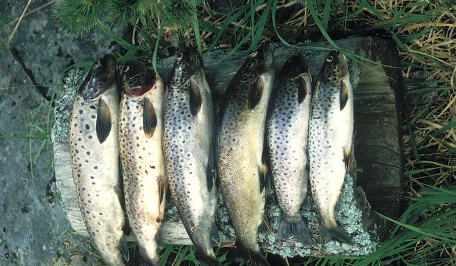 bilde av seks ørreter på en trebit