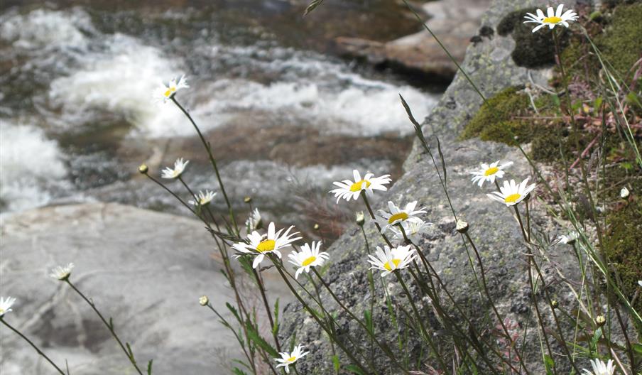 Badeplassene "Lisle Rjukan" og "Saurvik"