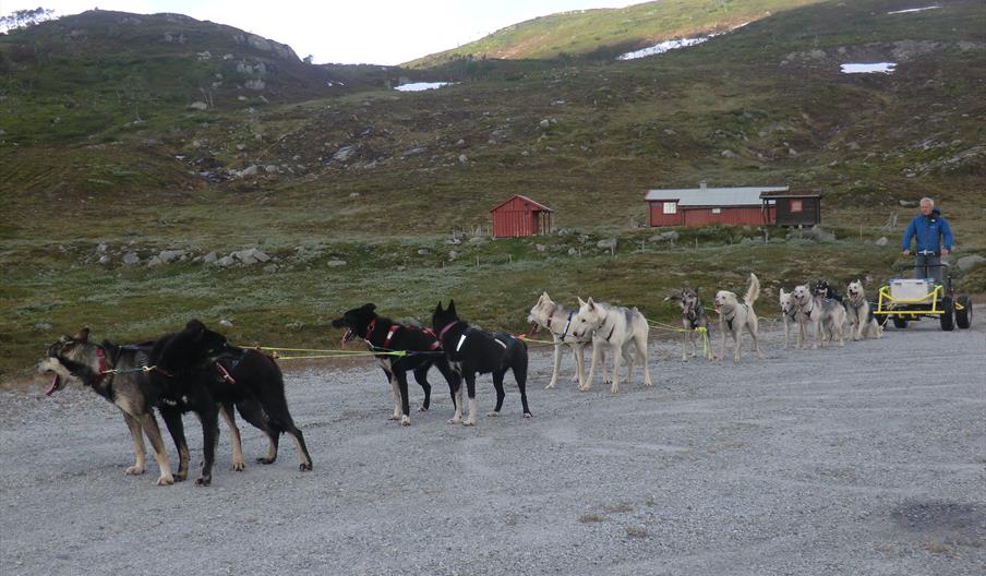 Barmarkskjøring med hundevogn