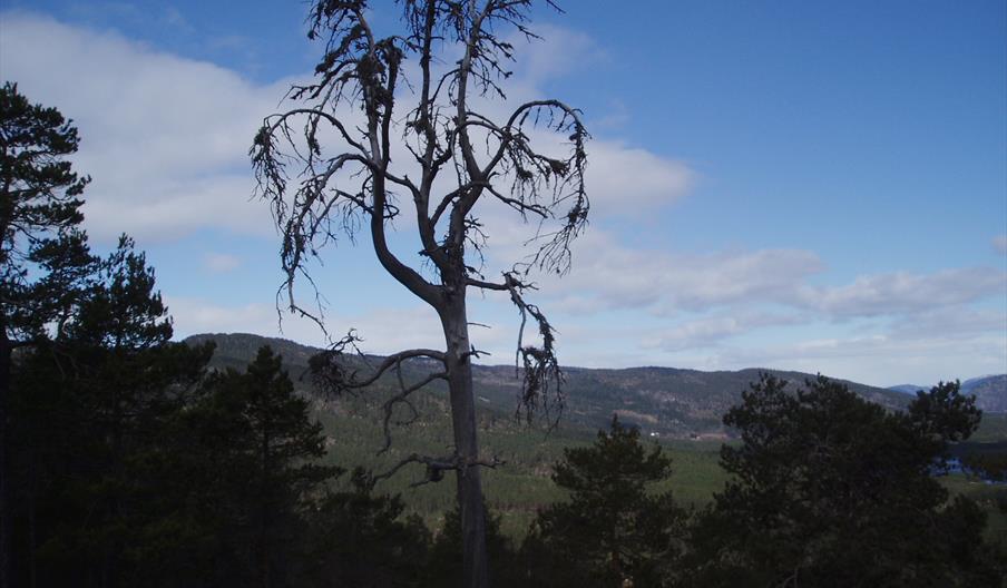 Evje Natursti - rundtur 4,8 km