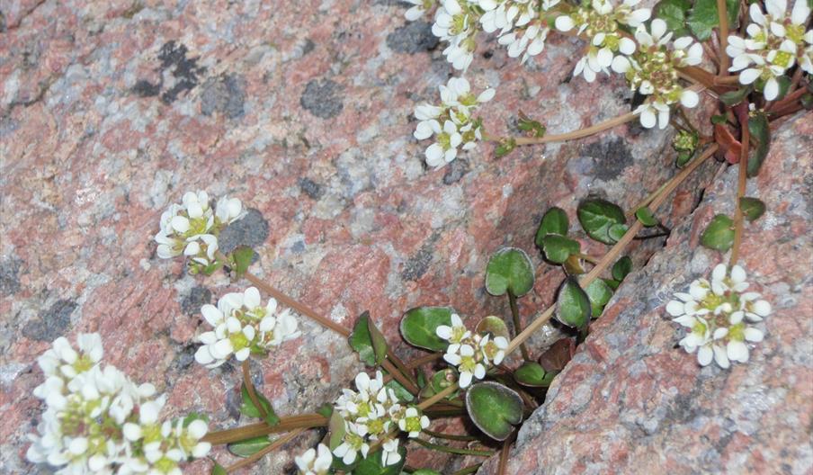 Byselskapet i Grimstad