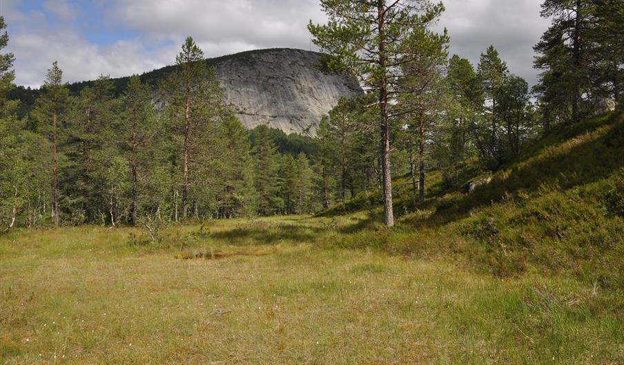 Kvisletoppen - rundtur 5 km