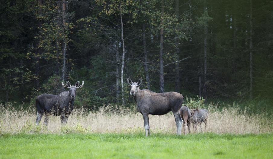 3 elg på jorde i skumring