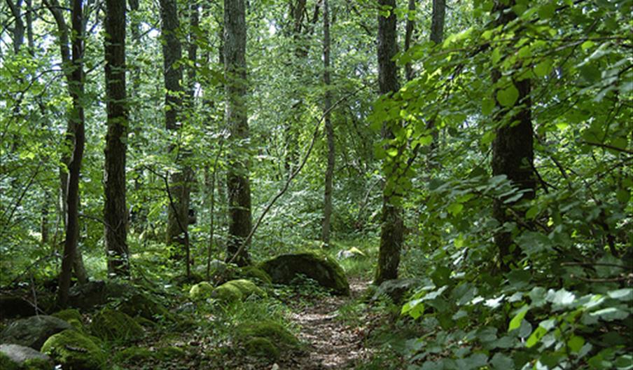 Skiftenes naturreservat