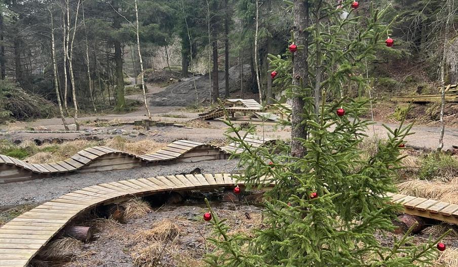 Sykkelterreng i skogen, med grantre pyntet med røde julekuler