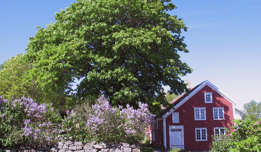 Merdøgaard museum, et gammelt rødmalt skipperhus fra 1736, sett fra siden med svært tre og syrinbusker til venstre for huset.