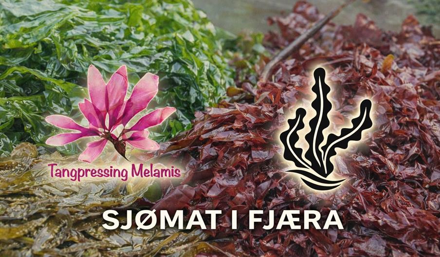 tang og tare i grønt, brunt og rødt samlet fra fjæra