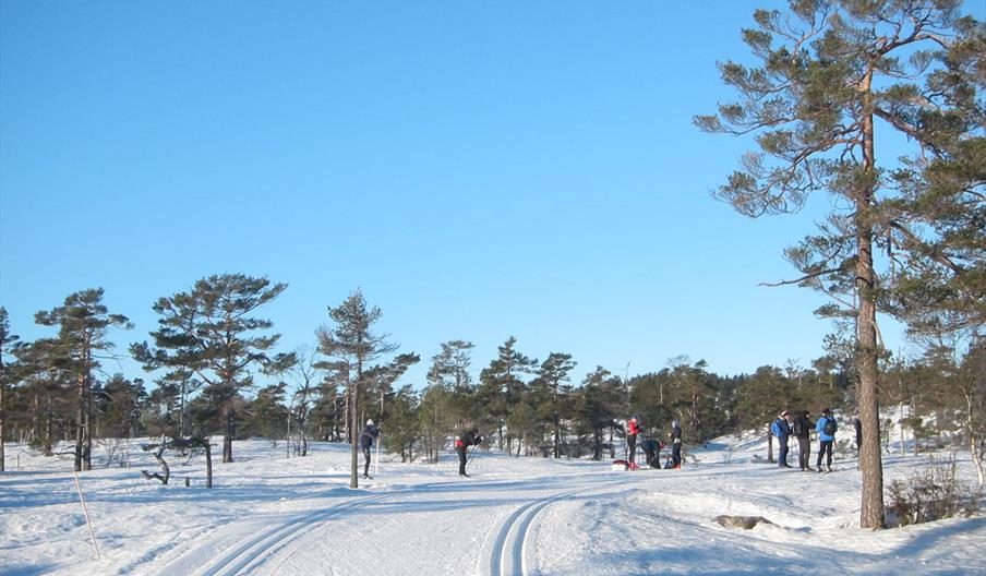 Skiløyper på Øynaheia