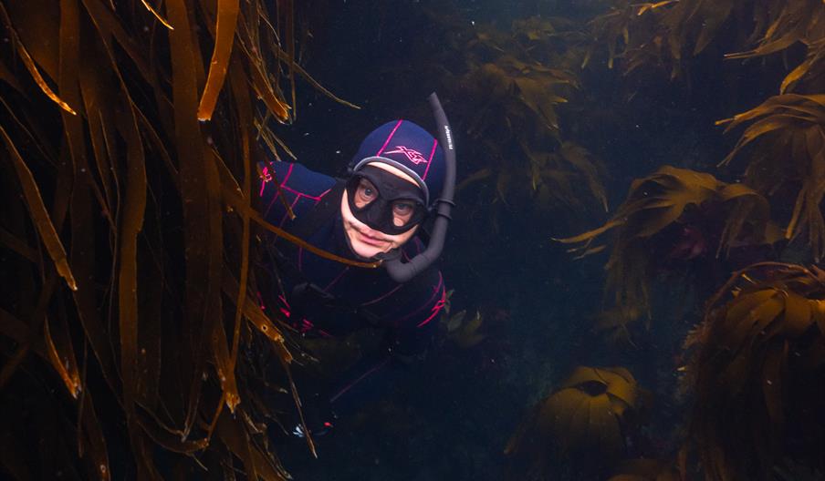 Snorkelsafari langs Sørlandskysten