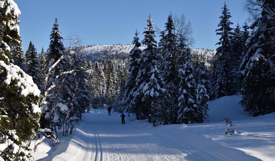 Langrenn i Evje og Hornnes