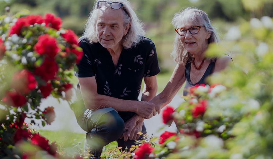 Rosene på Dømmesmoen står nå i sin vakreste prakt. Foto: Iselinn Andersen.