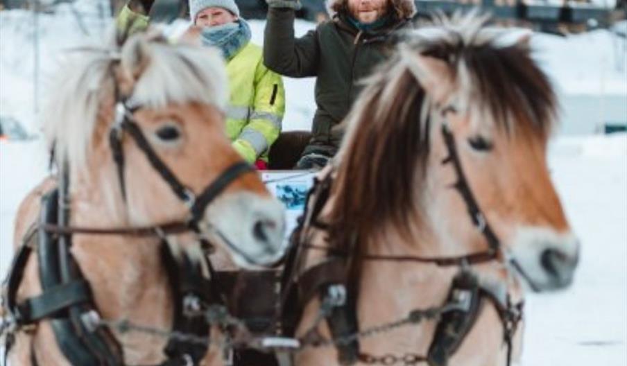 Horses in winter at Eikerapen in Åseral