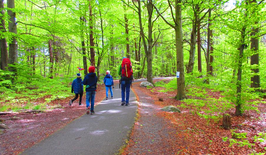 Bøkeskogen i Raet Nasjonalpark