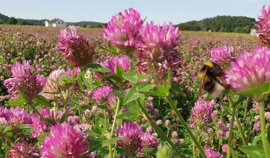 Rødkløverfrøeng. Foto: NIBIO Landvik.