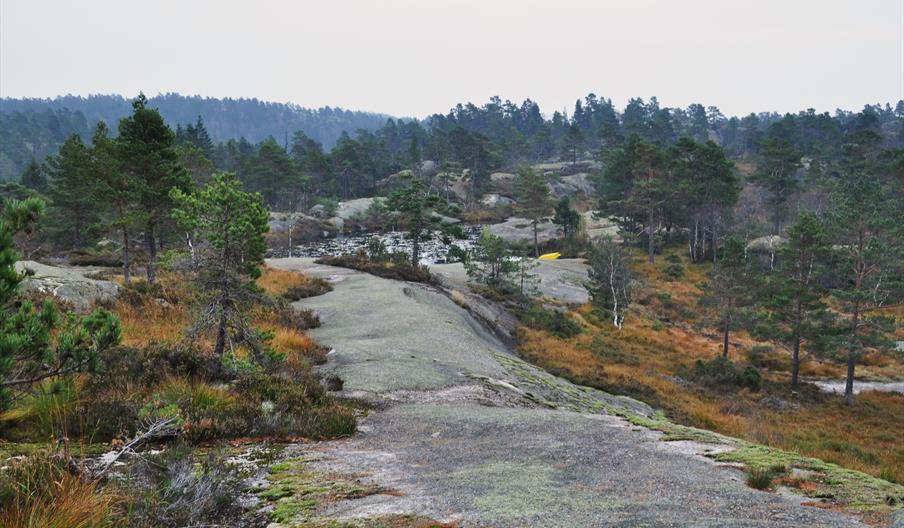 Tvitjennknatten på Toplandsheia