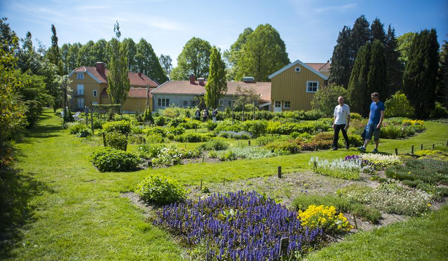Urte og planter i mange forskjellige farger.