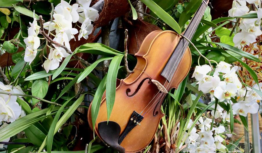 En fiolin i en blomstereng