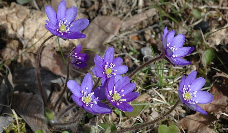 Blåveisen trives godt i Kalkheia.