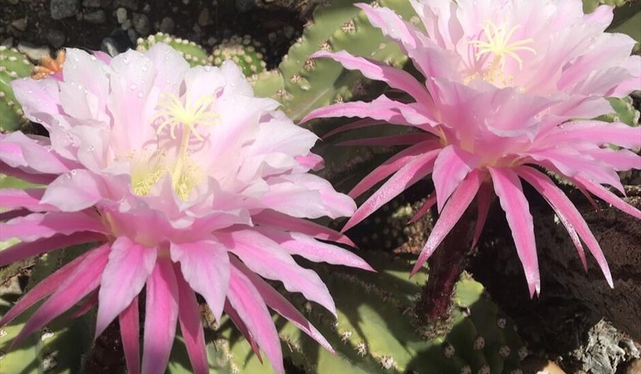 Blomstring i kaktushuset