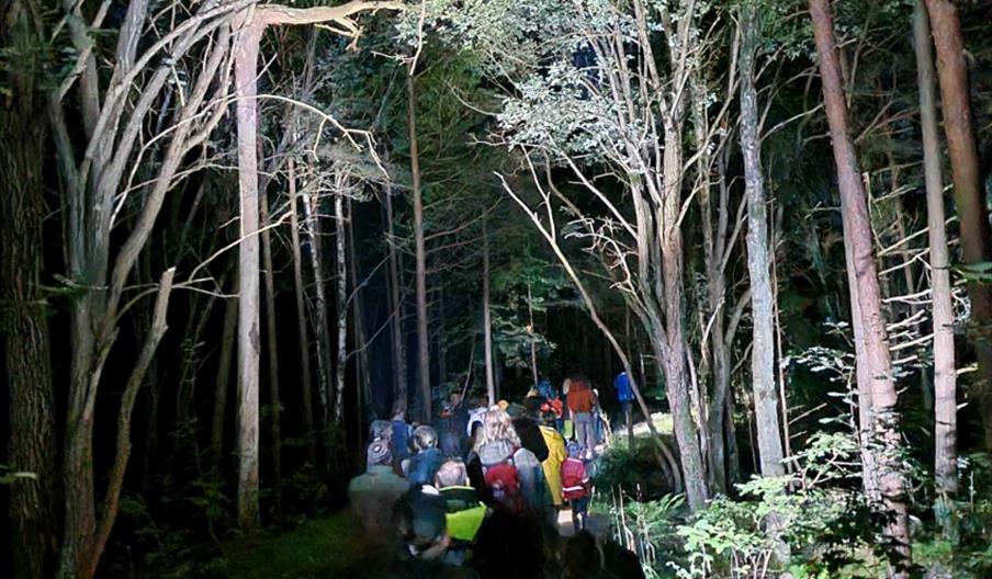 folk spå leit etter flaggermus i skogen om natta.