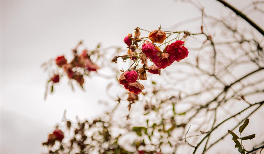 Høstvandring i botanisk hage