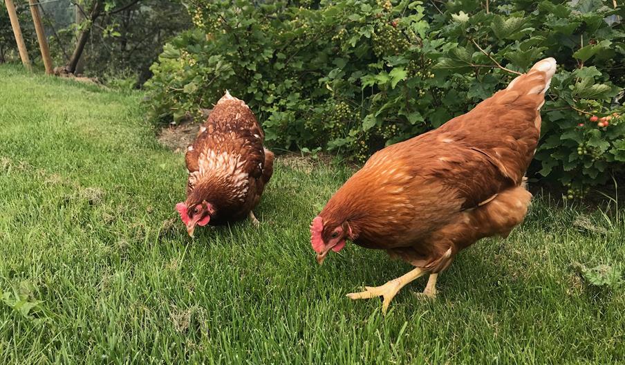 Det er koselig med noen dyr på gården. Derfor har vi noen høner som  lever det gode liv hos oss og legger egg med ekstra gul plomme!