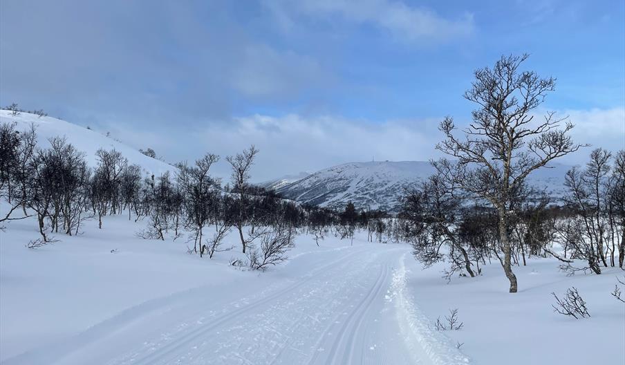 Skiløype på Hovden høyfjellsterreng med noe bjørkeskog. Foto