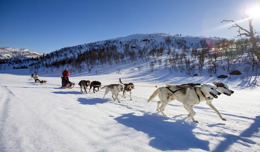 Hundekjøring ved Hovden