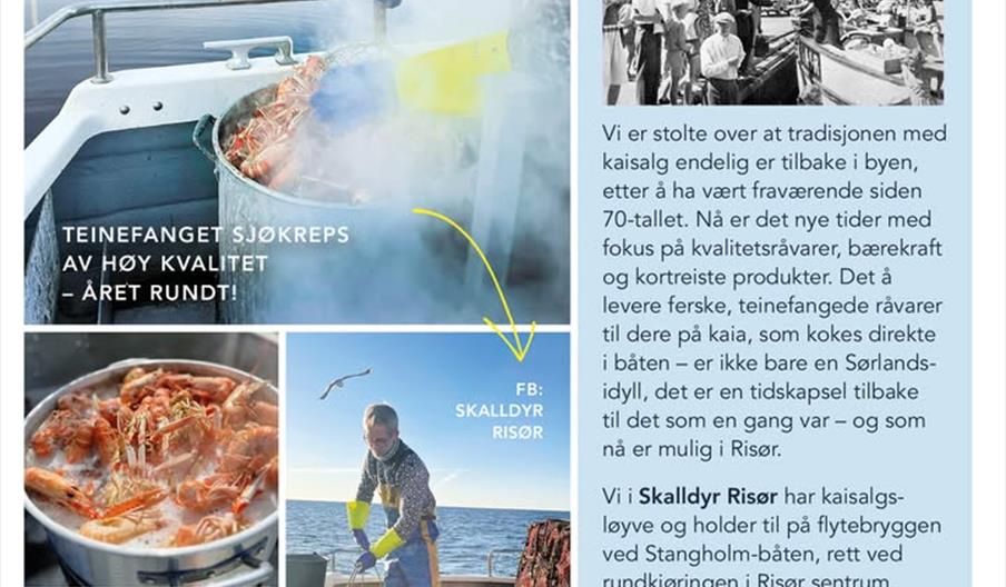 Kaisalg - nykokte sjøkreps rett fa fiskebåt