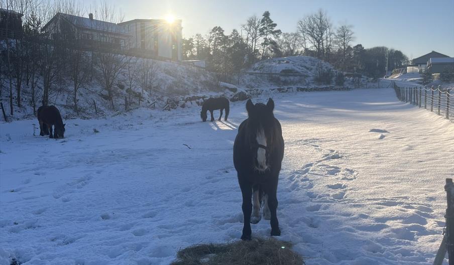 juledag på gården med hester på beite i snøen
