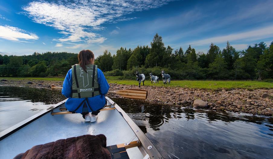 Kvinne i kano på vannet og tre geiter på land