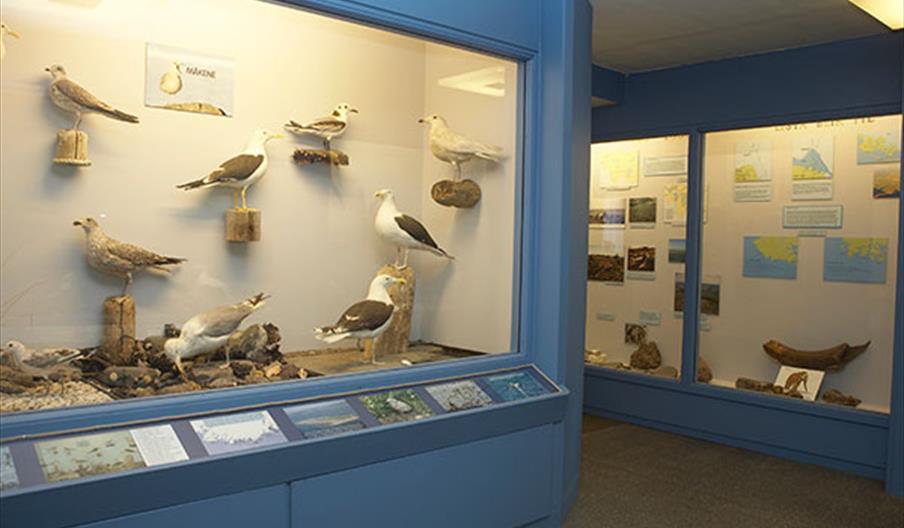 Lista naturmuseum ustilling måker