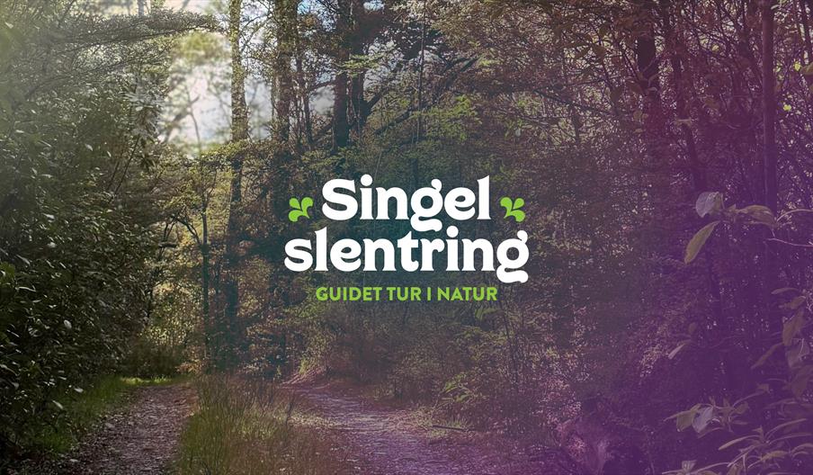 Singel Slentring - Guidet tur i natur