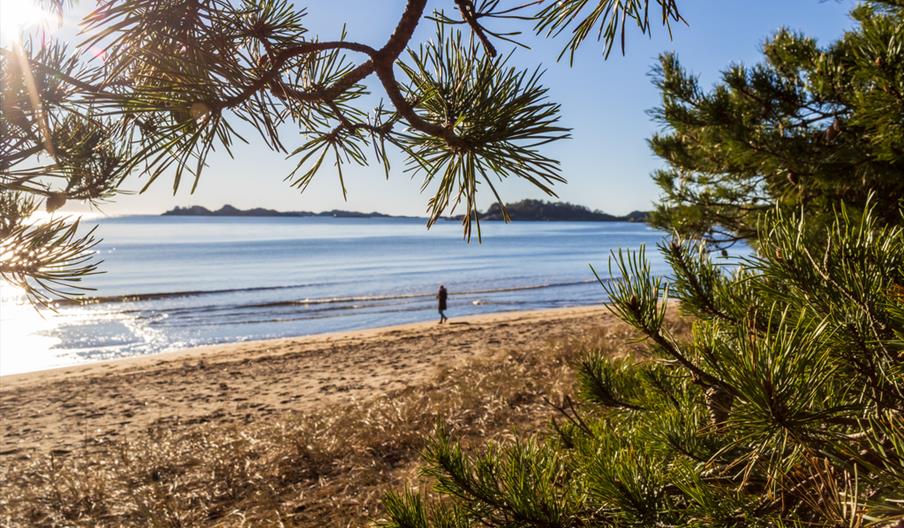Bilde gjennom furunåler ut mot sjøsanden strand og havet