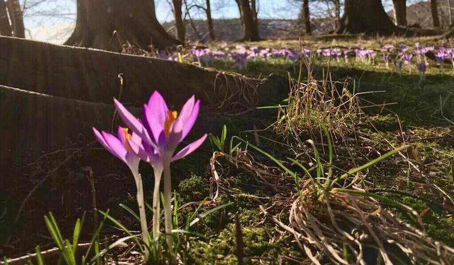 Vårvandring i botanisk hage