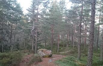 Dansarberga - rundtur 6,5 km