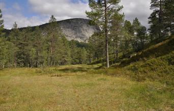 Kvisletoppen - rundtur 5 km