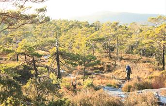 Skogen på Fjæreheia