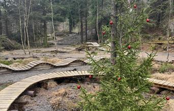 Sykkelterreng i skogen, med grantre pyntet med røde julekuler