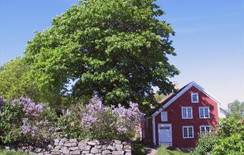 Merdøgaard museum, et gammelt rødmalt skipperhus fra 1736, sett fra siden med svært tre og syrinbusker til venstre for huset.
