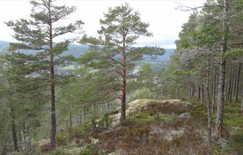 Ørnefjell - tur - retur 3,5 km