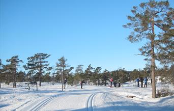Skiløyper på Øynaheia