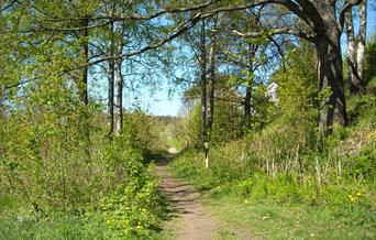 Turtips i Grimstad