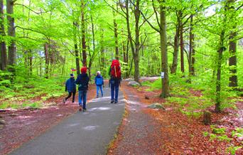Bøkeskogen i Raet Nasjonalpark