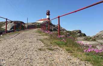 Sti opp til Ryvingen fyr, med fyret i bakgrunnen og rosa sommerblomster langs bakken