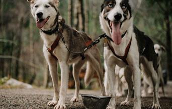 Sirdal Huskyfarm